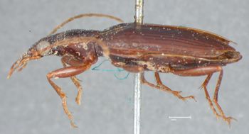 Media type: image;   Entomology 33019 Aspect: habitus lateral view